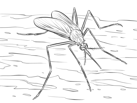 Mosquito Culiseta Longiareolata Coloring Page